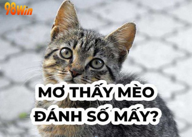 Mơ thấy mèo đánh số mấy